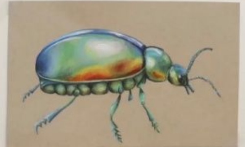 Campus news » The Tansy Beetle goes viral